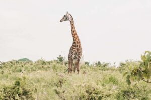 ngorongoro tanzania